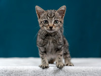 kitten